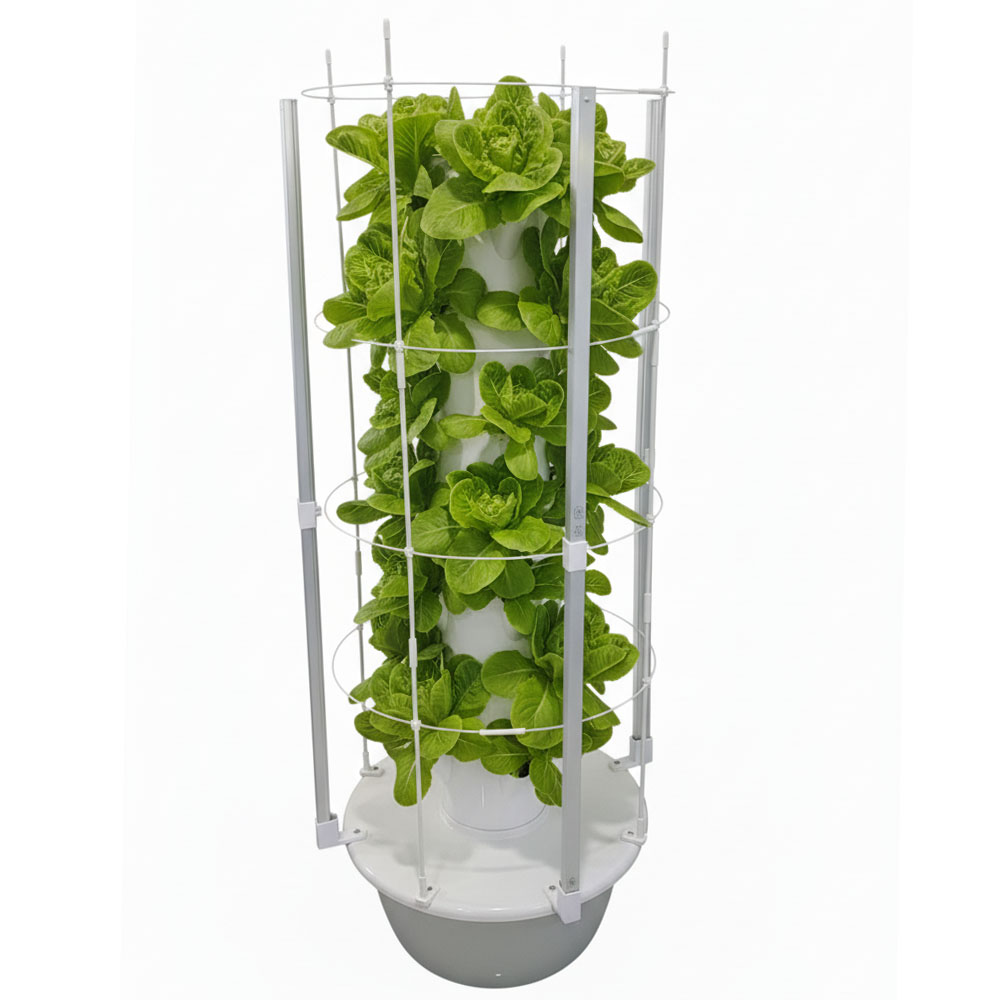 Fully grown lettuce tower