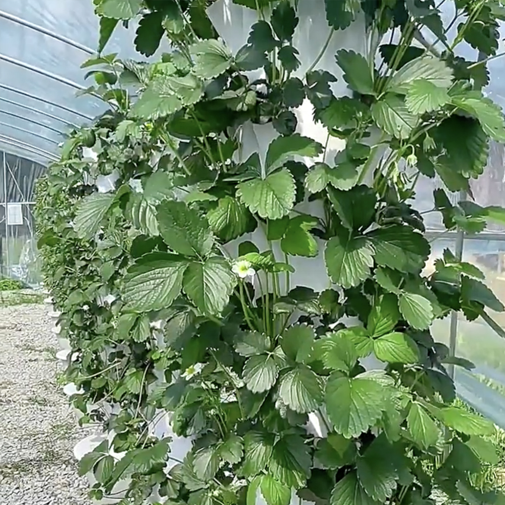 Strawberries growing on tower